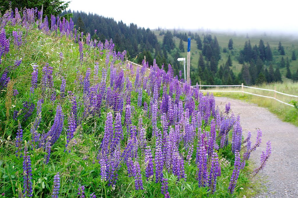 Lupinen by Alfred Schneider