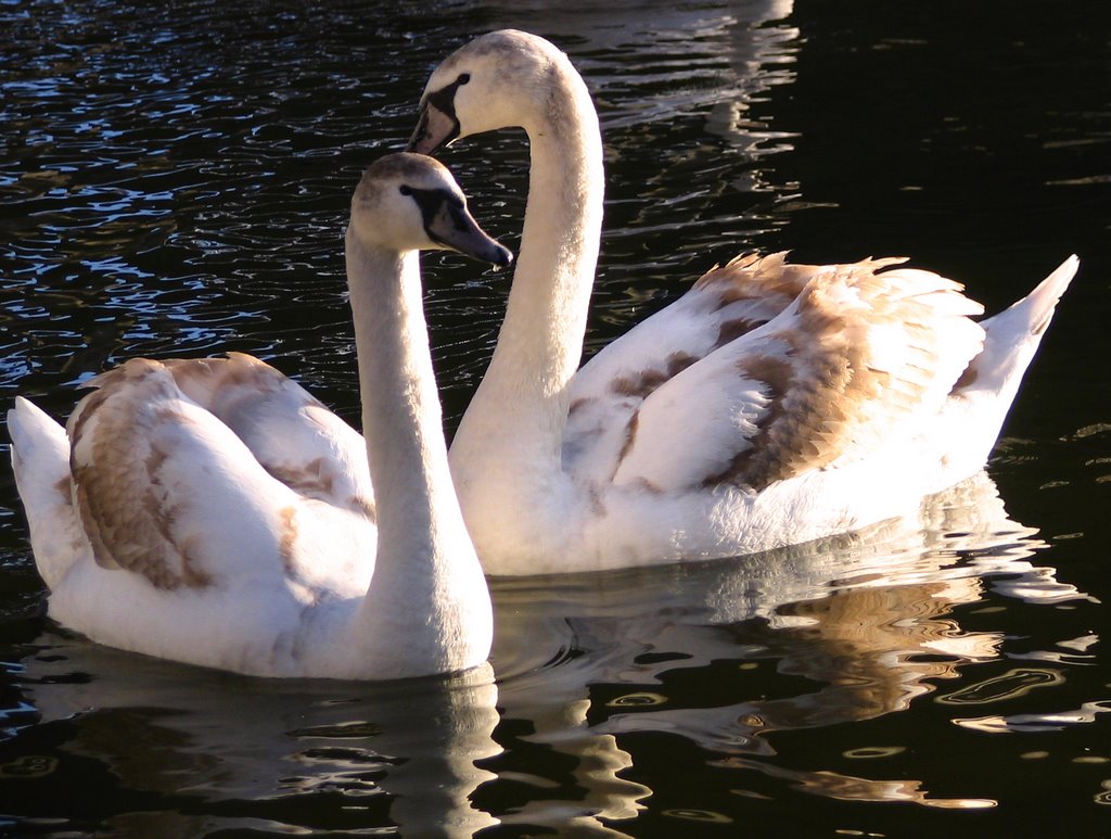 Swans on the river Wda (Vda). by WojtekJ83