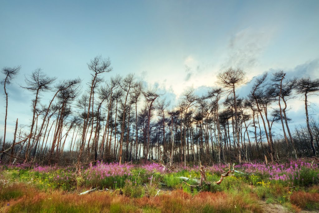 Scorched trees - the 'strabrechtse heide' (heath) [hdr] by a77ard