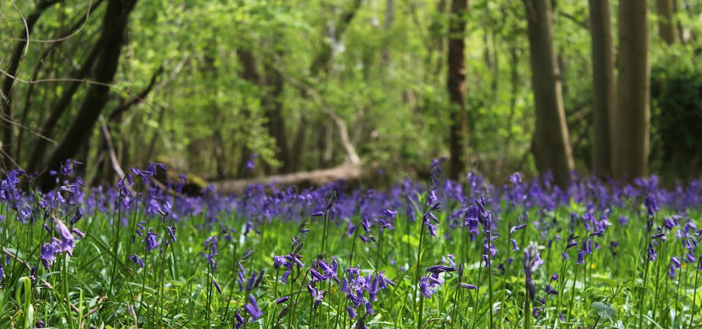 Spring in Foxley Wood by markamies