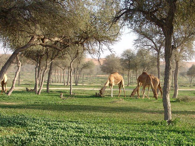 Camels by Stanislav Krejcik ww…