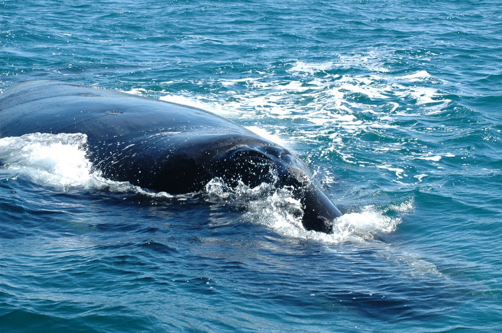 Ballena franca austral by Agustin Carrillo