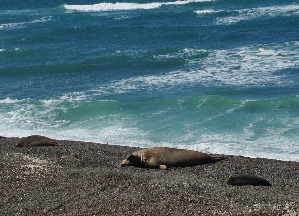 Punta Delgada Elefante Marino - Soledad by jgrabo