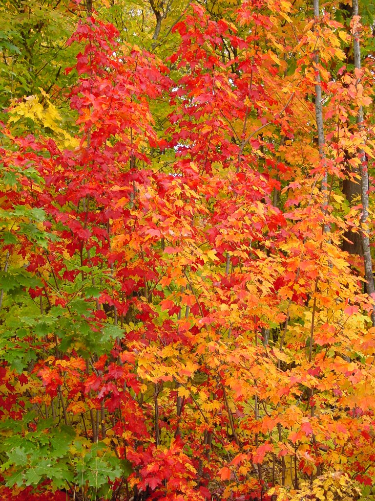 Typical Fall Roadside in the Keweenaw by techtoot