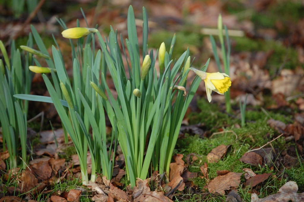 The first spring flowers by jenny53