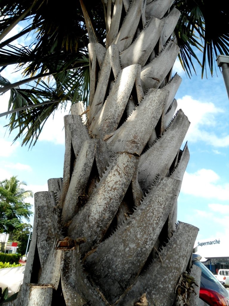 Vila Town - Palm Trees by jeanvanjean