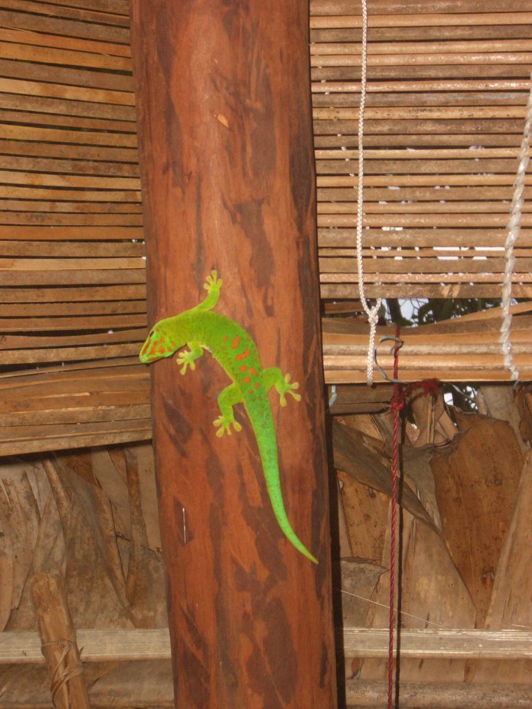 Gecko in Palmarium bungalow by M_Zaussinger