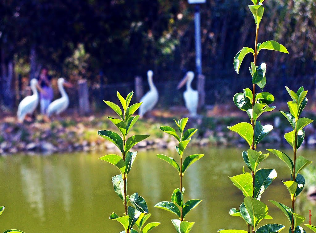 Izmir doğal yaşam parkı by pochanoglu