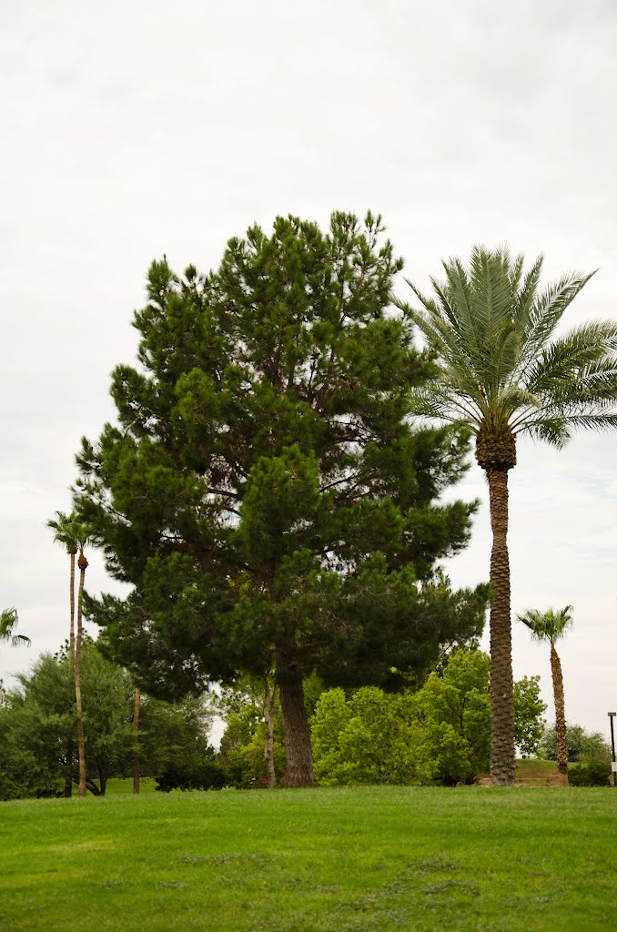 Freestone Park, Gilbert, Arizona by davidpinter