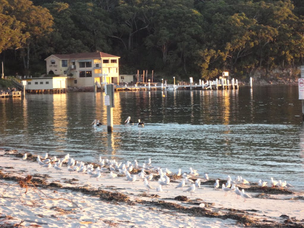 Seagulls and Pelicans,Nelson Bay by kljuco