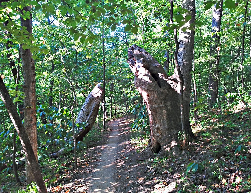 Enormous Tree standing like two pillars through which the Wyandotte County mountain bike trail passes by opscene