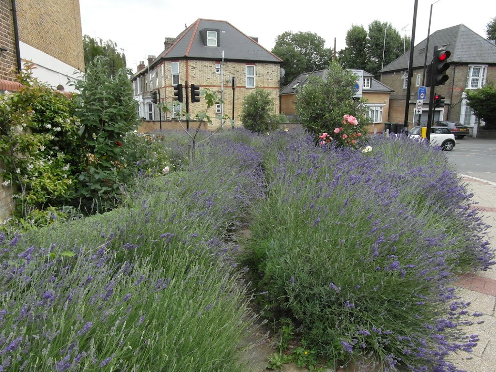 Hornsey Park Community Garden by Shimmerxxx