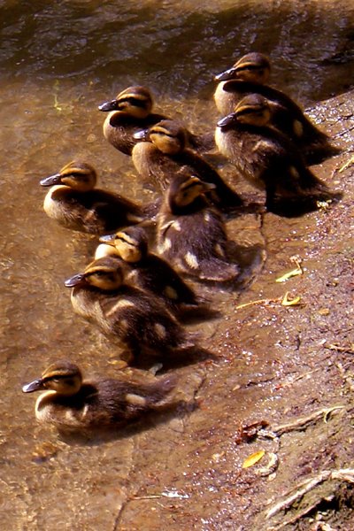 Ducklings by Shawn Baugh