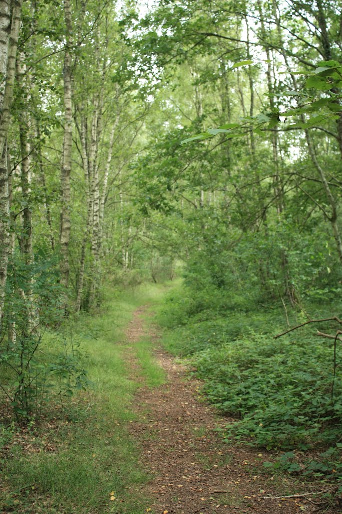 Le sentier découverte dans la forêt by Pigeon voyageur