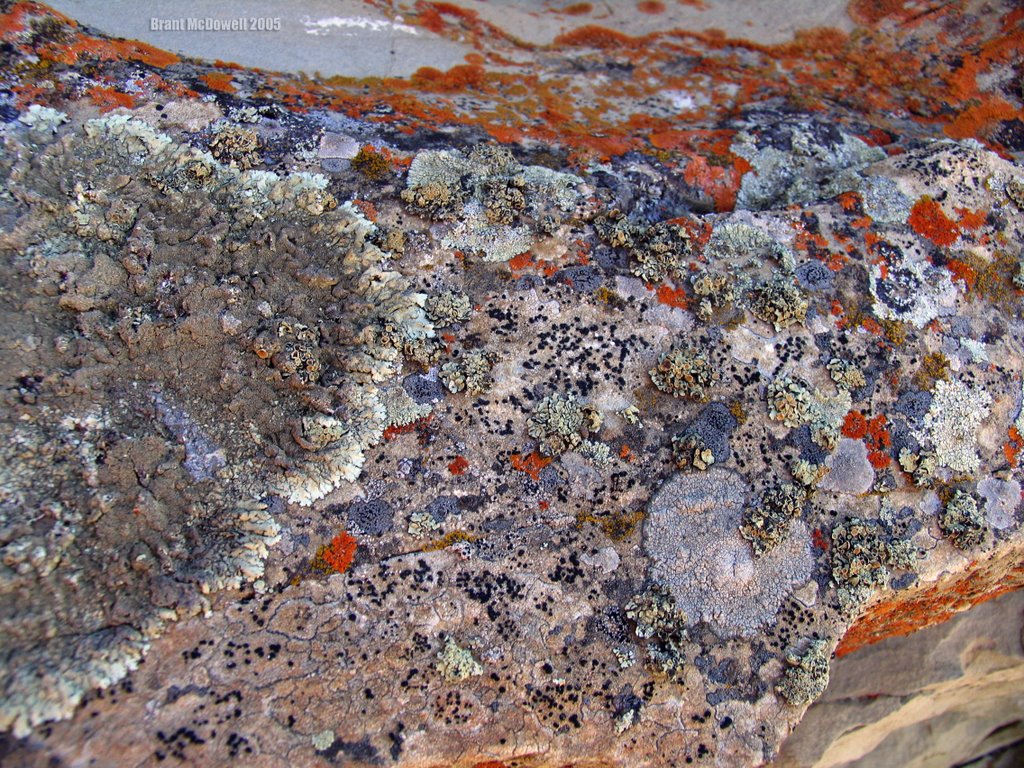 Lichen & Geology on the Oldman River by Brant