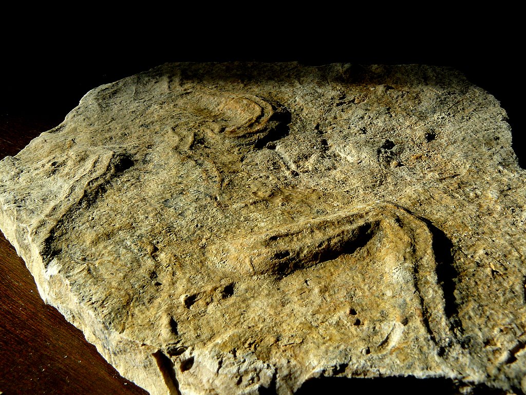 Fosszília (mészkő Horvátországból) - Fossil (limestone from Croatia) 15x23 cm by Tamás Borbély