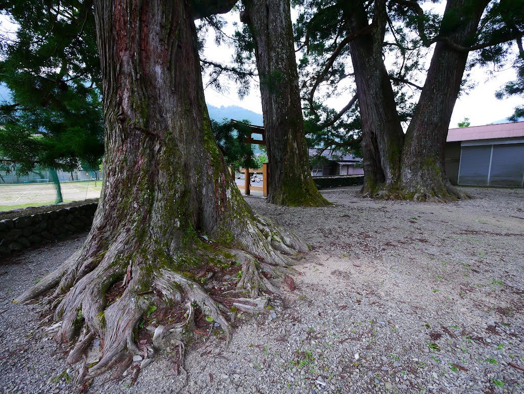 和無田八幡神社　御神木【那賀町指定天然記念物】 by folon X