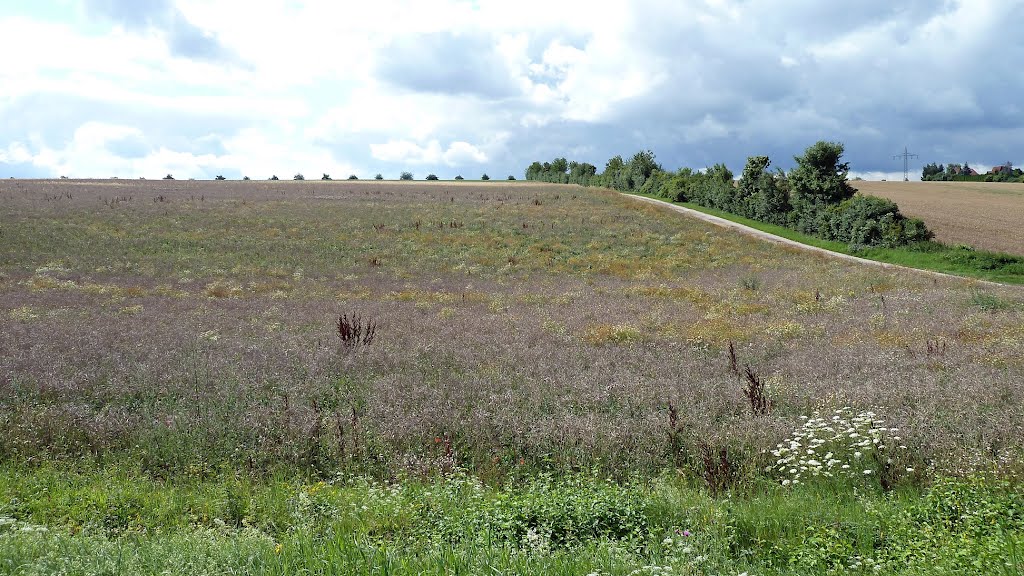 Höhe oberhalb von Oberdürrbach by WanderGroschi & CGK