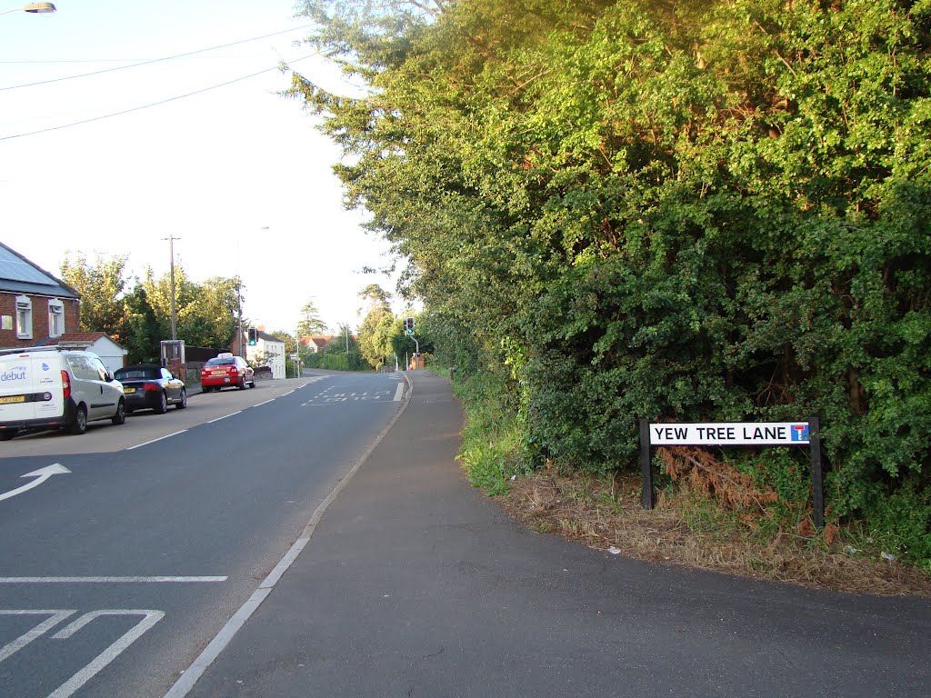 Yew tree lane by Albert Zwoliński