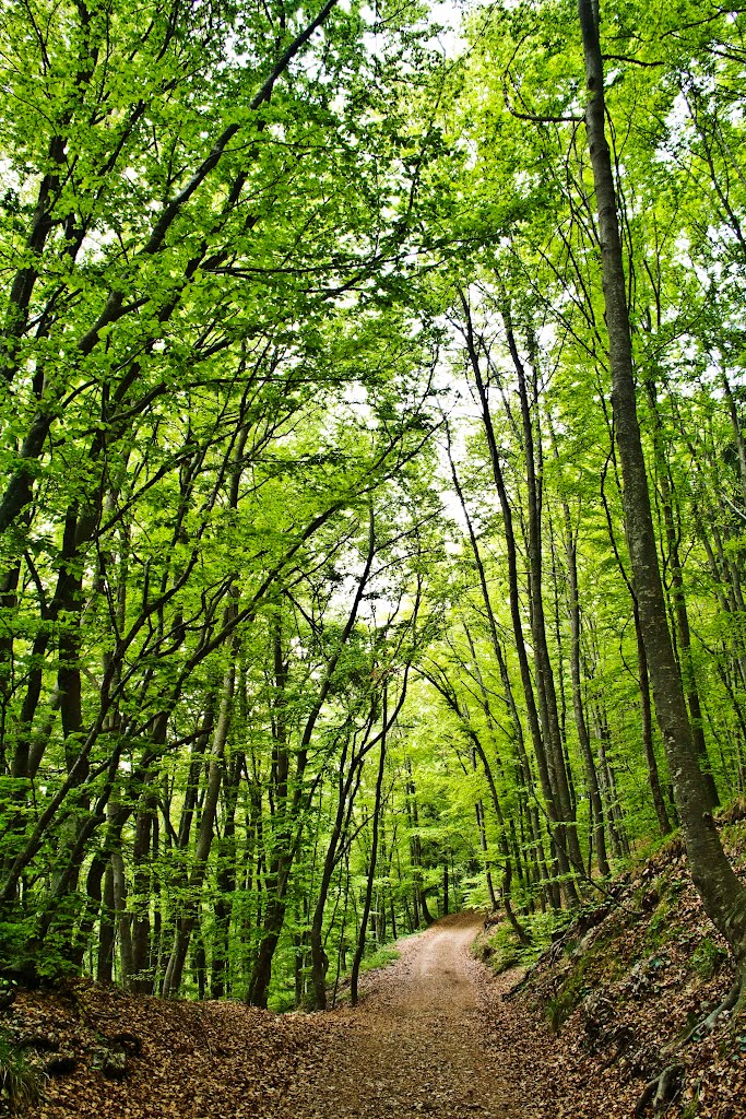 Trentino - a Passo Bordala by giuliano.cavallini@yahoo.it