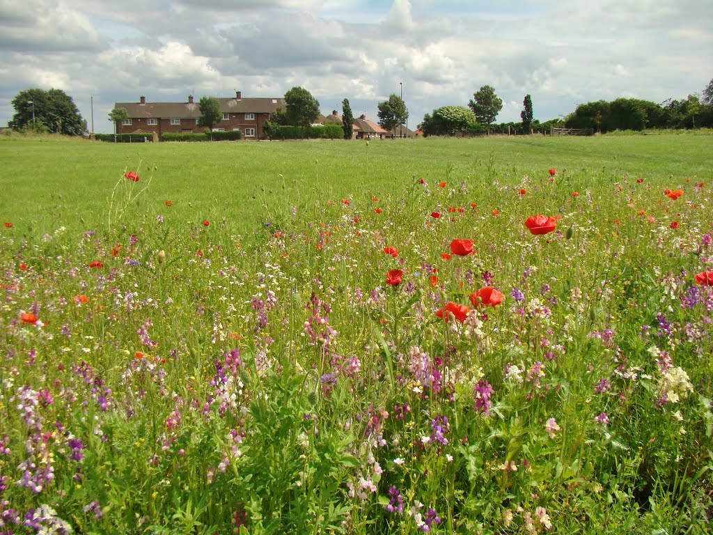 Looking over wild flowers towards Manor Lane homes 3, Manor, Sheffield S2 by sixxsix