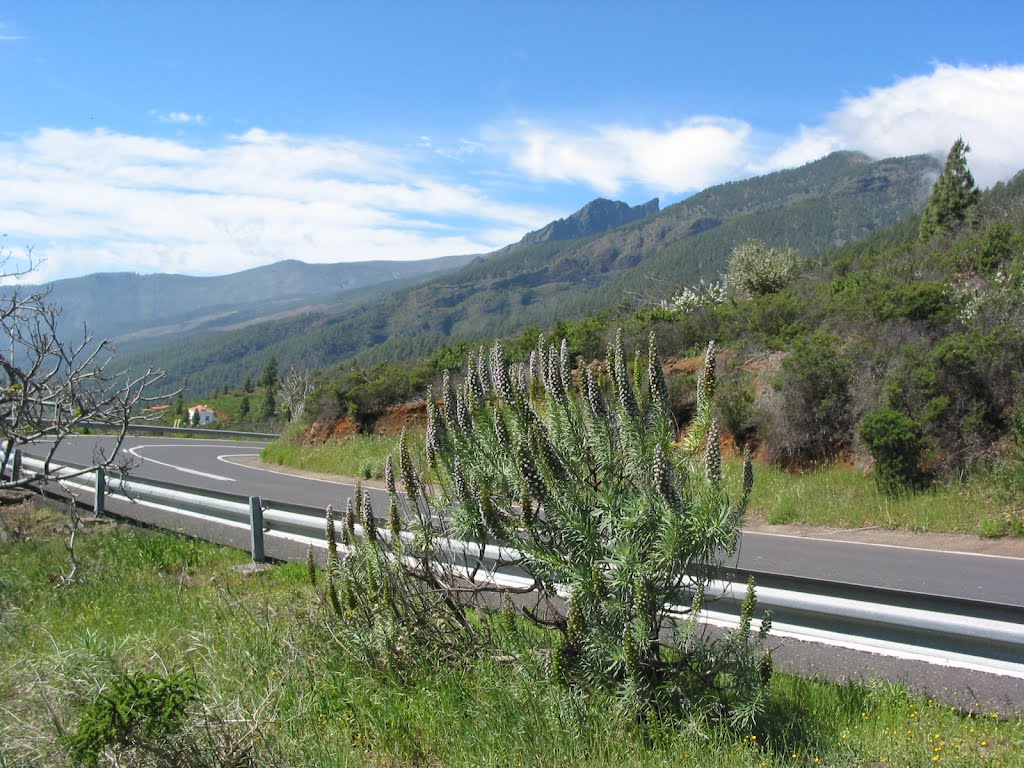 Tenerifa - Arafo -auf der Straße zum Nationalpark "Ctra Arafo la CumbreTF-523 by Klaus Bechmann