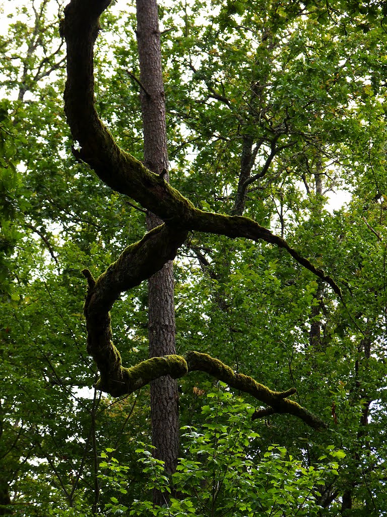 Dans la forêt de chênes by Rudy Pické