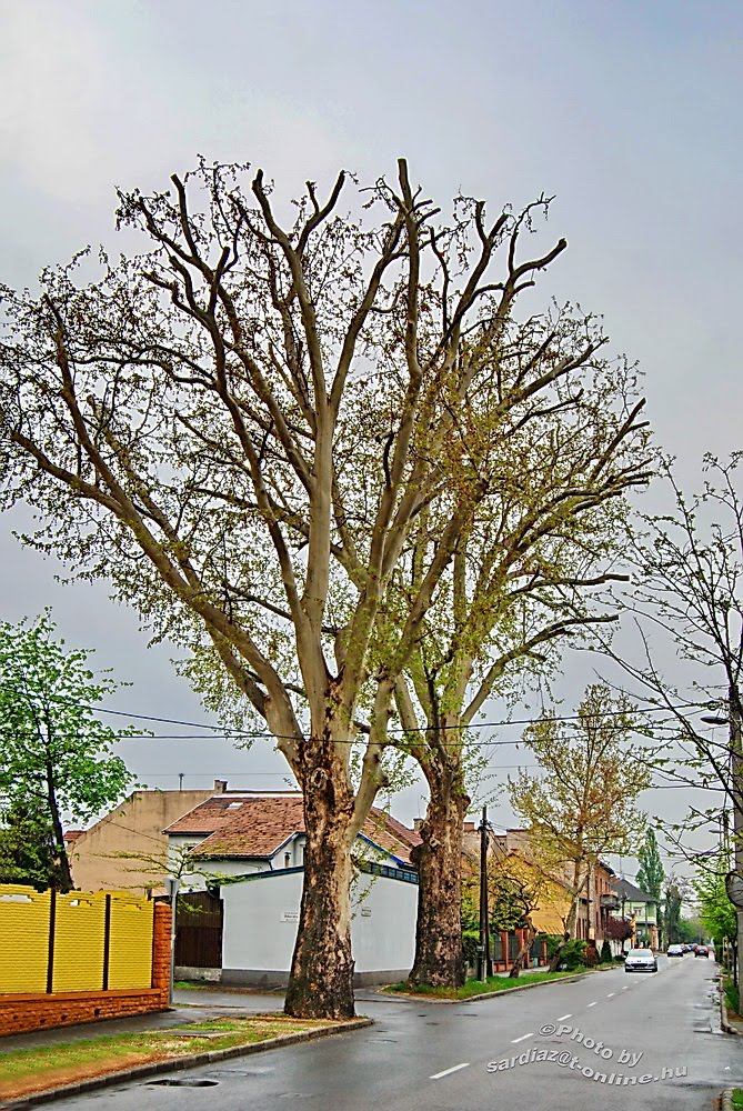 Giant trees - Budapest XX. Szent Imre herceg u. DSC_4509-1.jpg by Sárdi A. Zoltán ♥Budapest♥