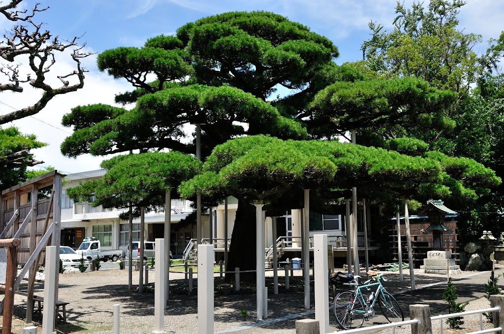 日保見山八幡宮　弥栄の松 by shinsenkyo