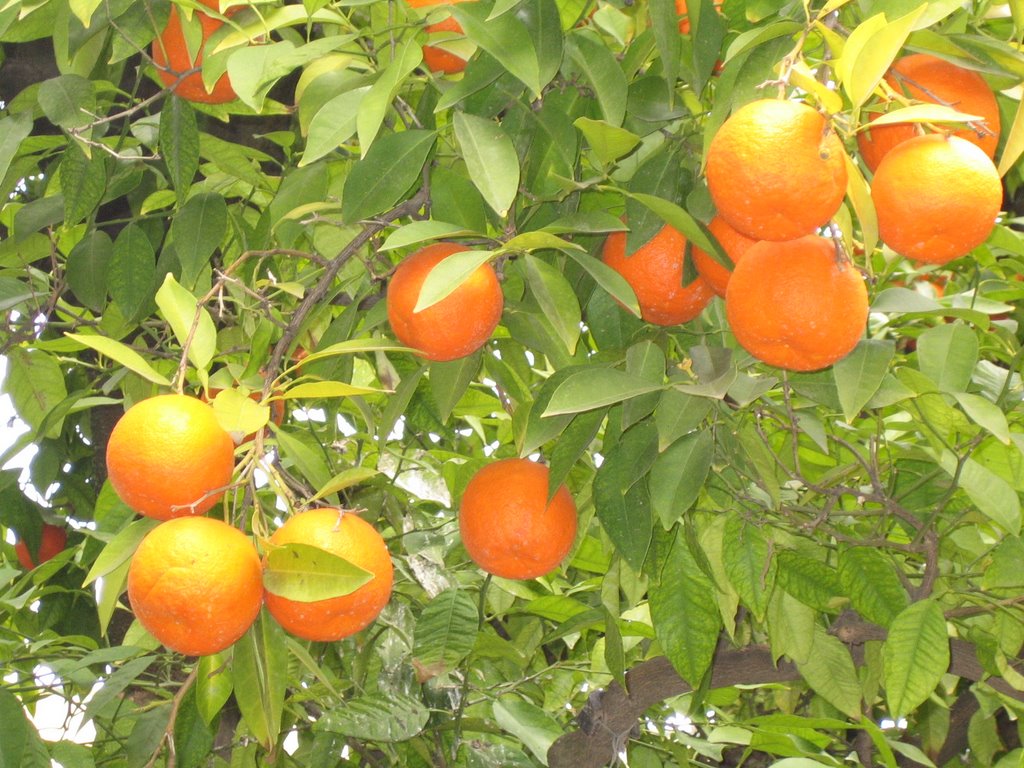 Orange Trees in Alicante by Zador Spanish School…