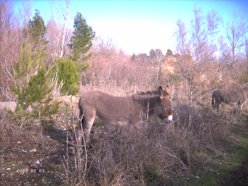 Débroussaillage écologique dans le parc de la Poudrerie by Jackie Gomez-Blasco