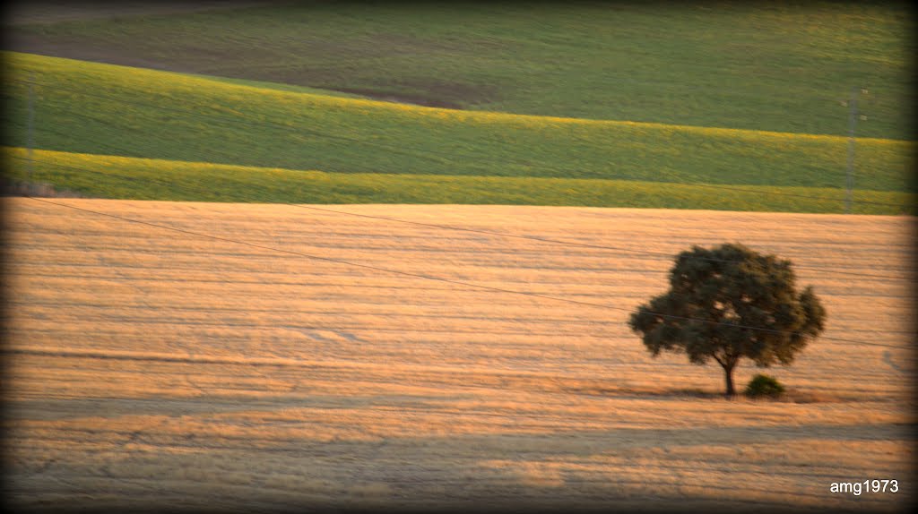 Campos en verano - Guillena (Sevilla) by amg1973