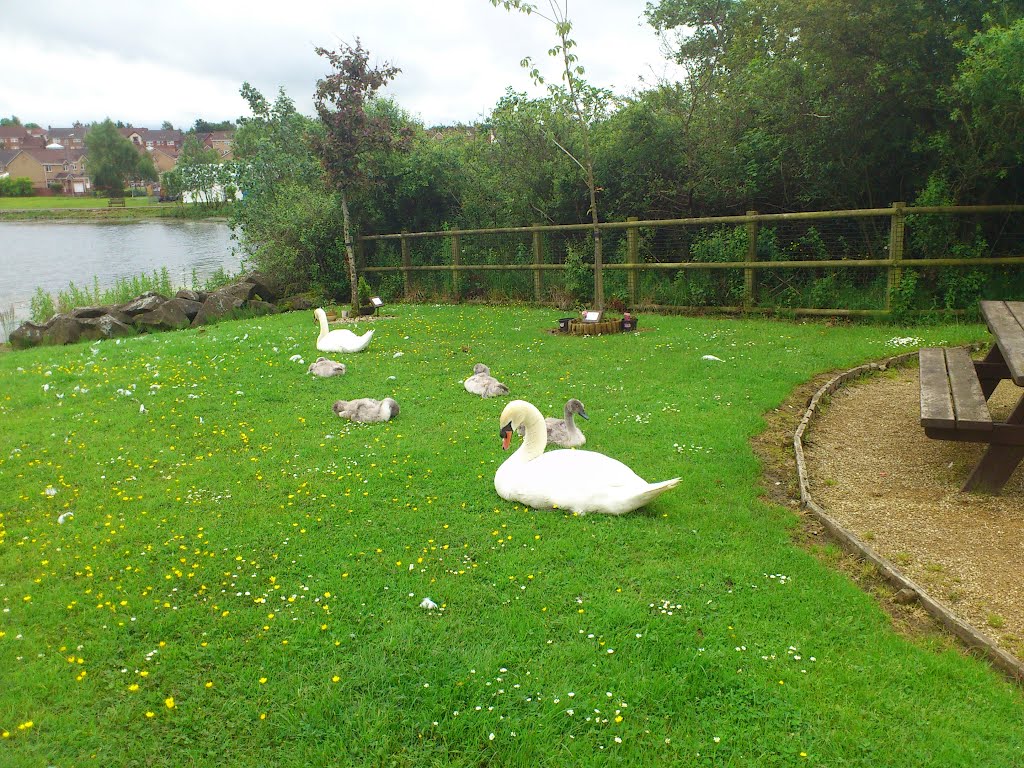 Swans - James Hamilton Heritage Park by Nod64