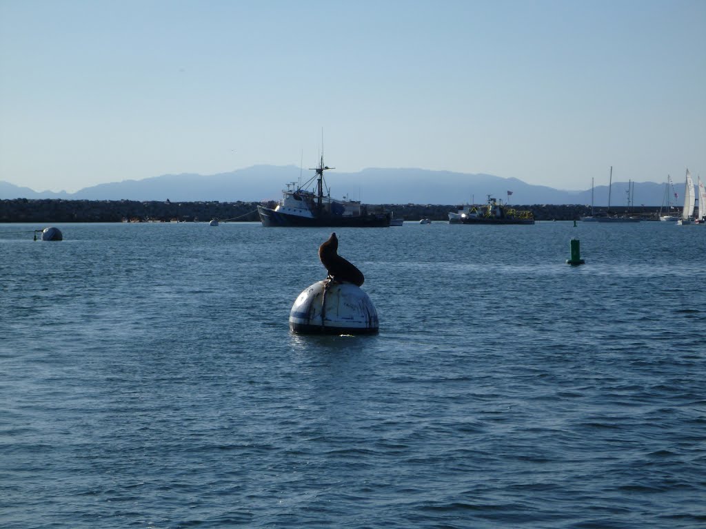 Seal posing on a ball by KHYCSailor