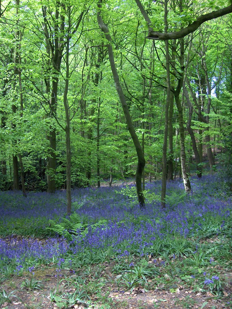 Houghall Wood, Durham by Juli Stanford