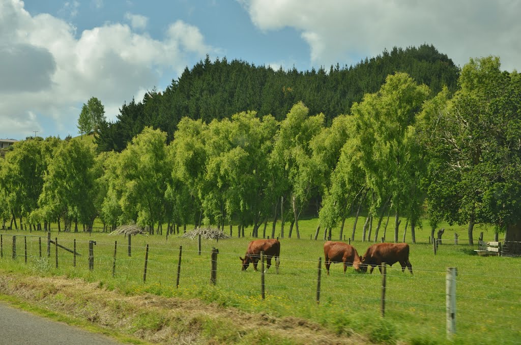 Coromandel Peninsula (Nouvelle-Zélande) by Naru Kenji