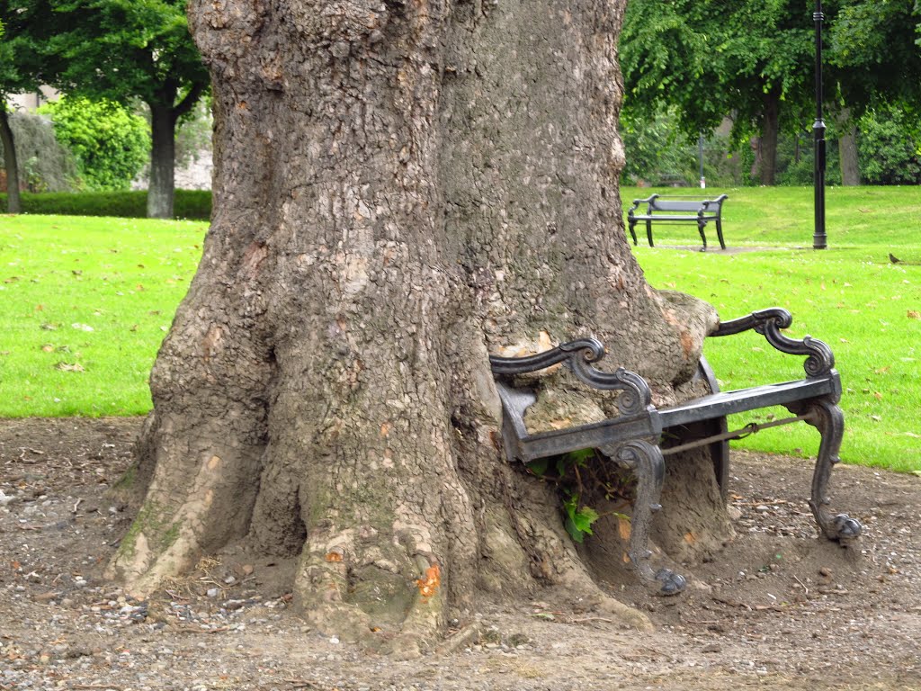 Very hungry tree in Dublin by Piotr Wojdyła