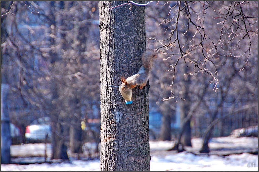 Москва. Прикормка by Nikitin_Sergey