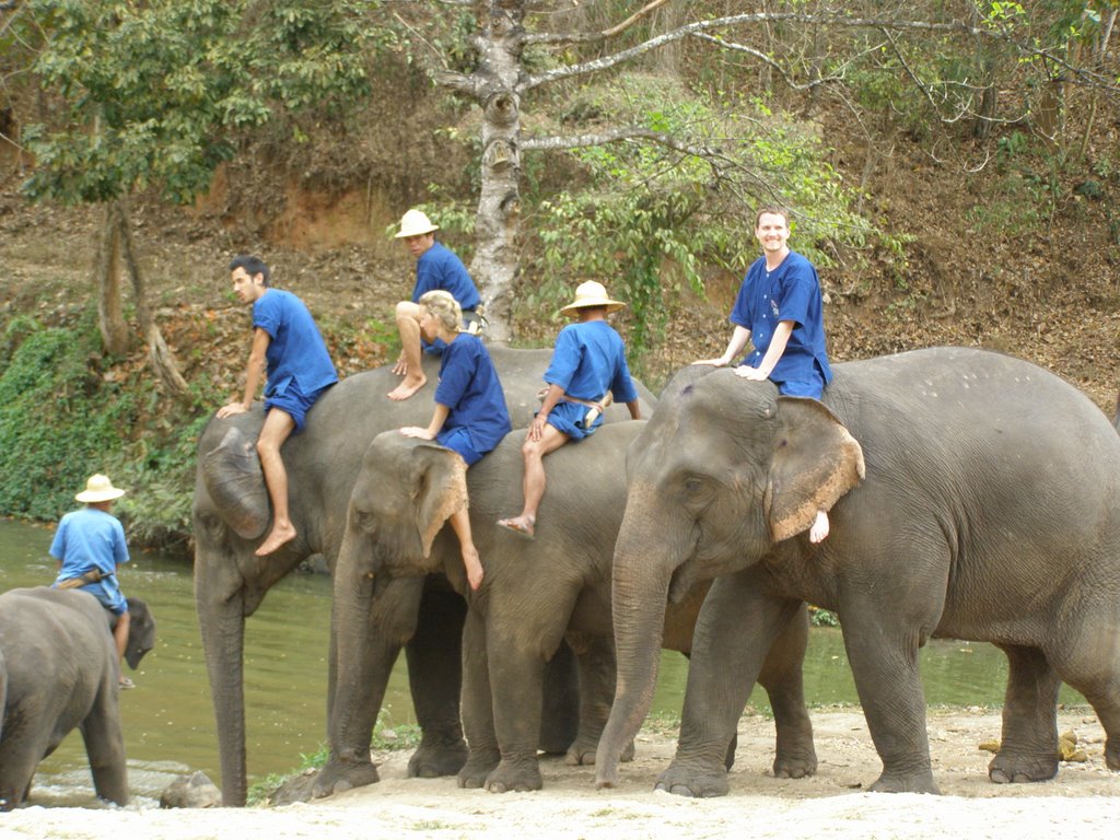 Lampang  traditional elephant bathing by Chamrat Charoenkhet