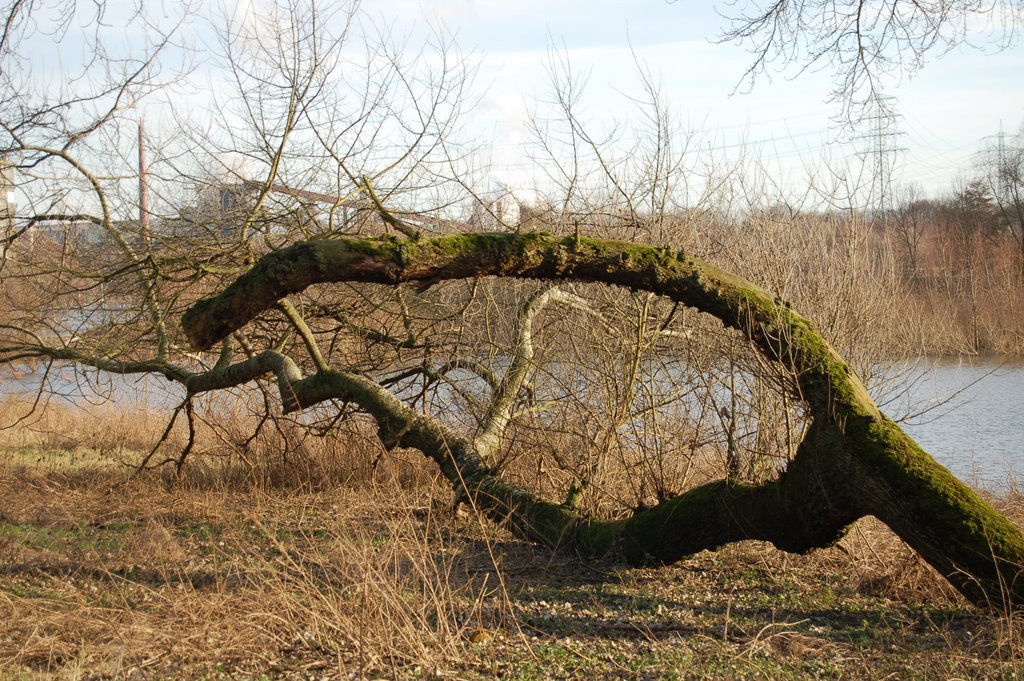 An der Roos by Kurt Sommer