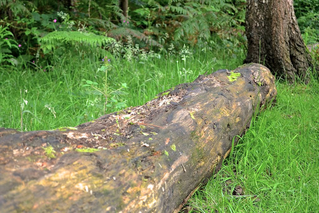 Creech Woods Denmead Hampshire by Sean Durrant