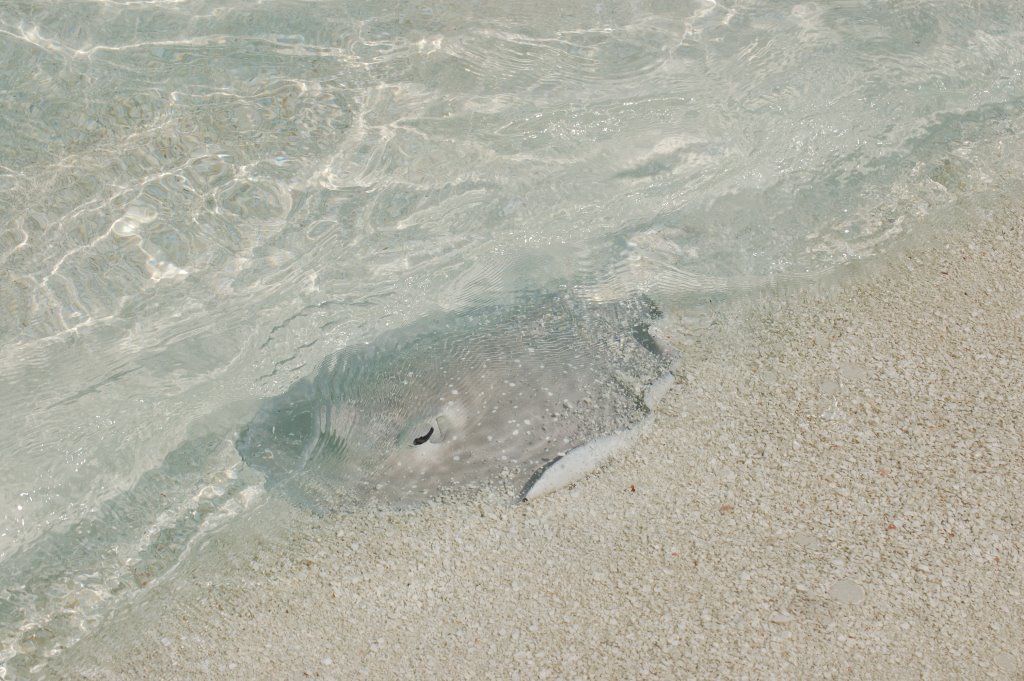 Sting Ray at Velidhu island by Giovanni Ferrando