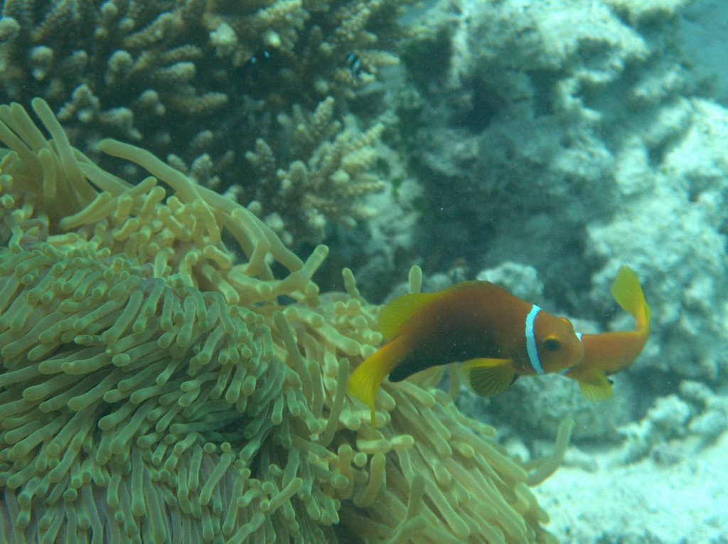 Amphiprion nigripes (Nemo) by Giovanni Ferrando