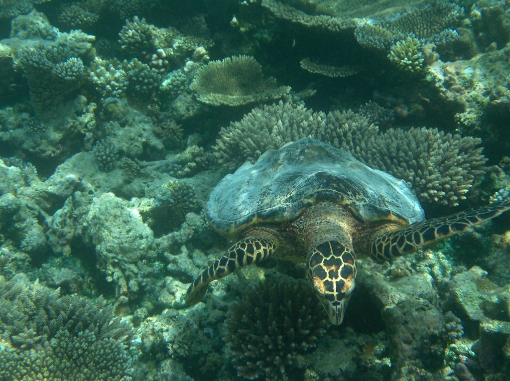 Turtle Eretmochelys Imbricata by Giovanni Ferrando