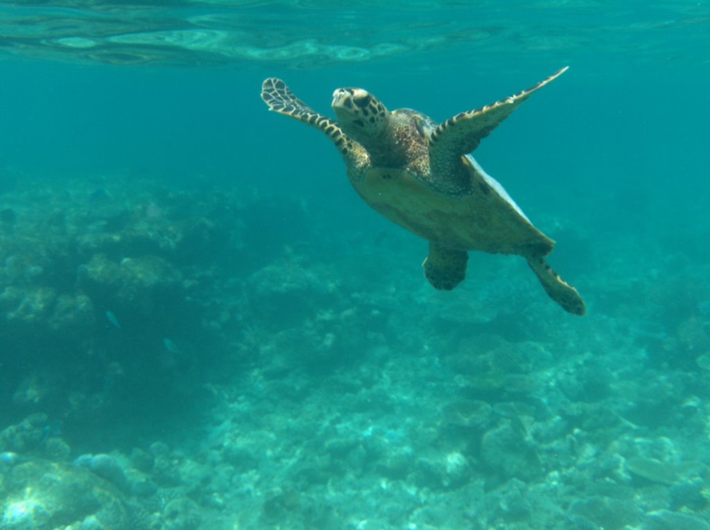 Turtle Eretmochelys Imbricata by Giovanni Ferrando