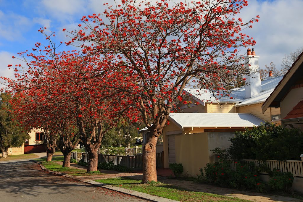 Winter in West Australia by Rodgers66