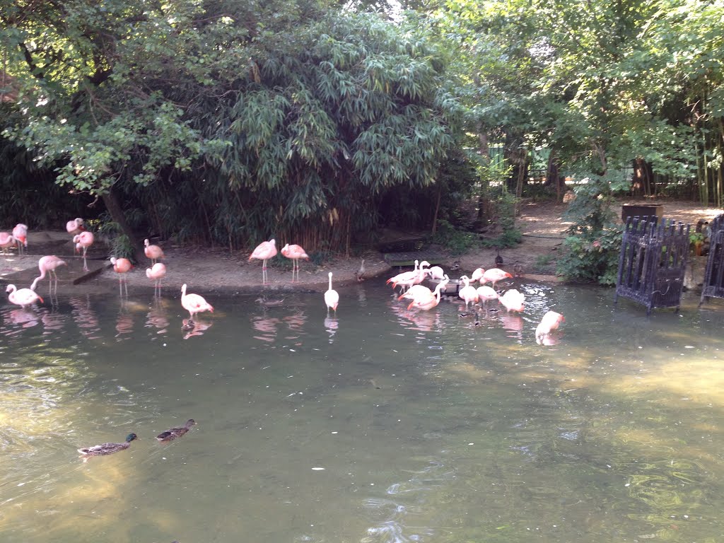 Flamingos at the Memphis Zoo by thisistroy