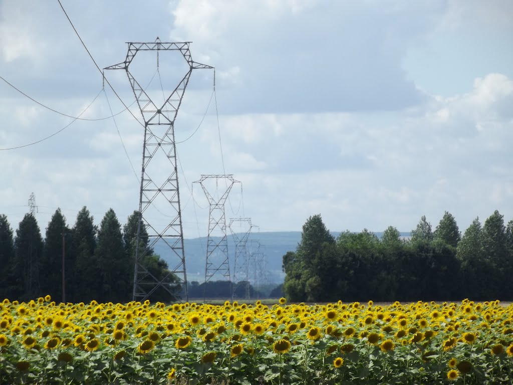 Champ de tournesol by Téméraire