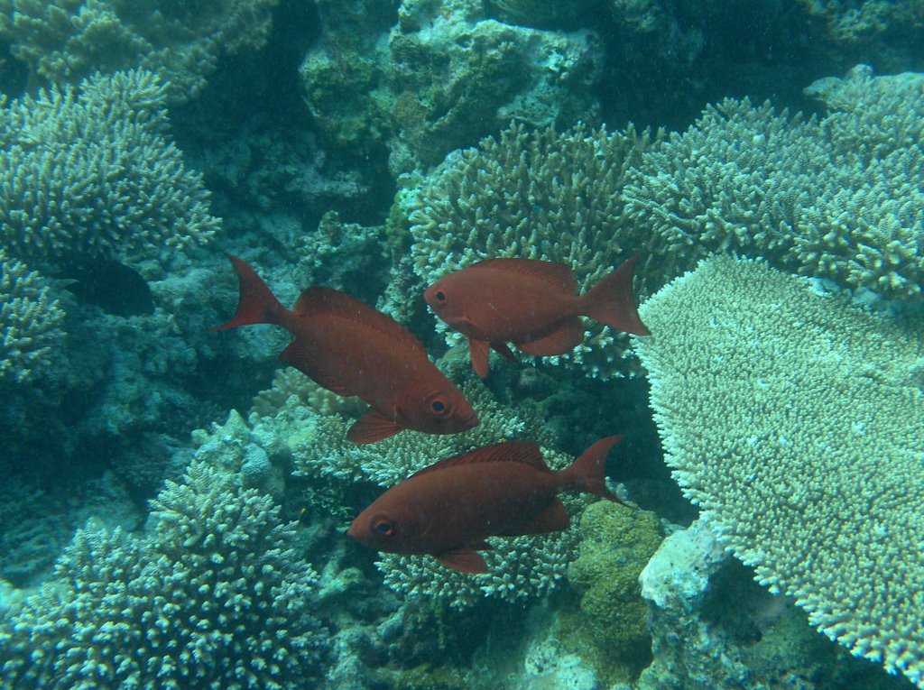 White-edge soldierfish by Giovanni Ferrando