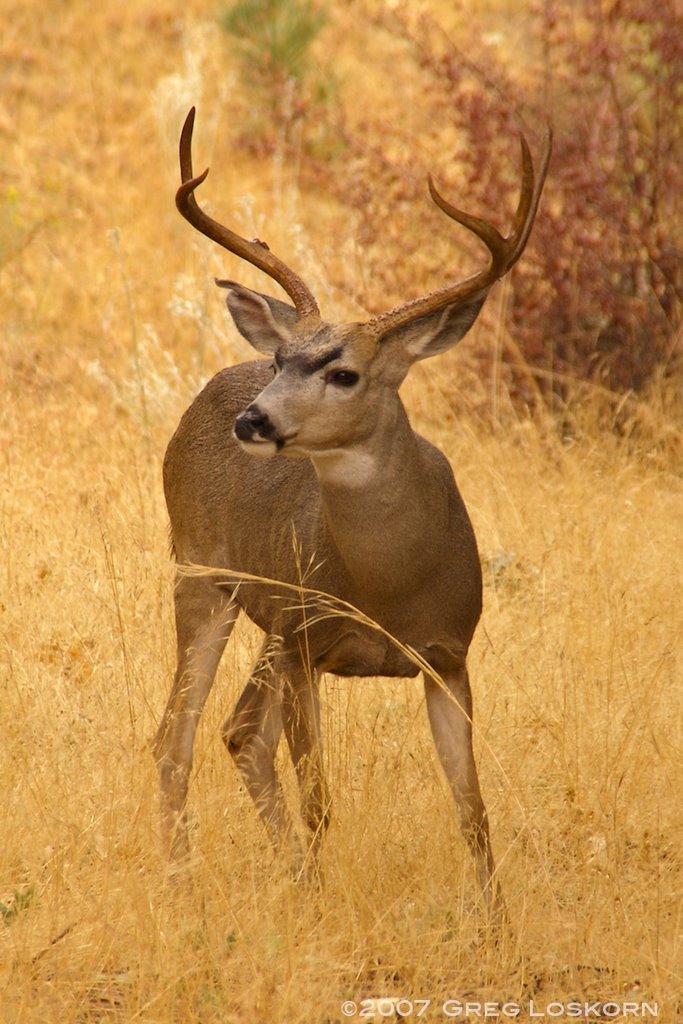 Buck on Deertrail Dr by GregL